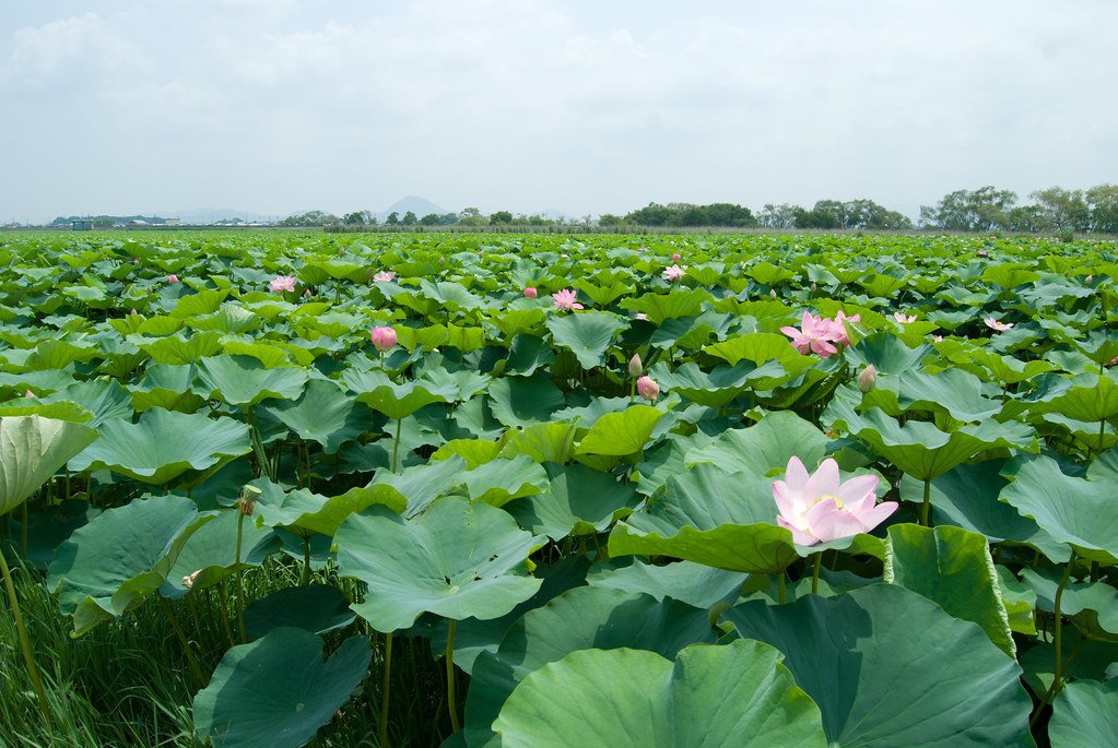 🏞️ 미즈노모리 수생식물공원(구사쓰시리쓰 스이세이쇼쿠부쓰코엔 미즈노모리) 이미지 8